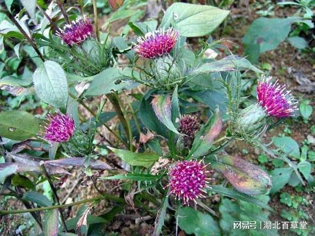 湖北百草堂苍术种植匠心培育引领草本文化的绿色潮流